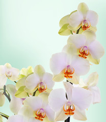 Fototapeta na wymiar Orchid flowers on abstract background