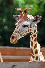 Giraffe..