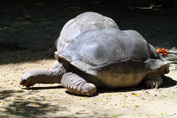 Giant Tortoise..
