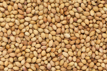 Organic Dried coriander seeds (Coriandrum sativum)  closeup background texture.