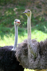 Ostrich..