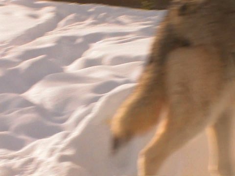 A wolf prowls in the snow with his pack.