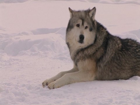 A wolf eats his prey.