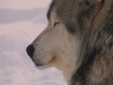 A wolf looks out on a snowy day.