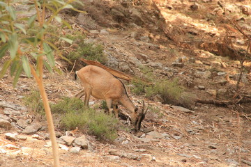 Chèvre sauvage des gorges de Samaria - kri-kri