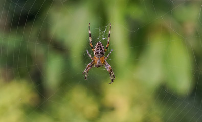 Garden Spider in a web