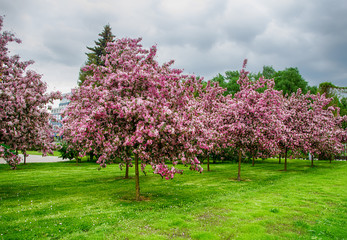 flowering trees in the park