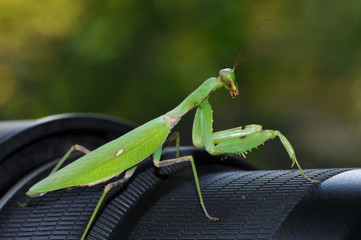 カメラに留ったカマキリ