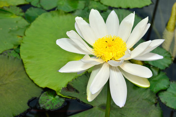 lotus flower on the water