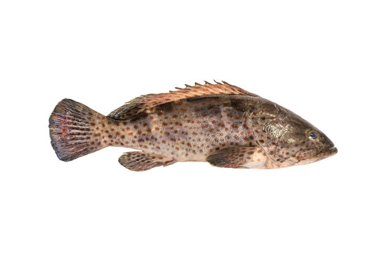 Grouper Fish isolated on white