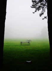 Picnic tables on an open field in a foggy park, seen from behind the trees