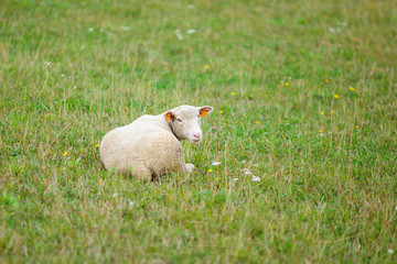 Obraz premium Lamb on the meadow