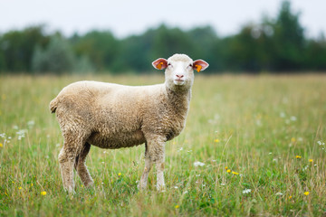 Lamb on the meadow