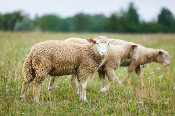 Sheep on the meadow