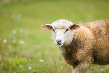 Naklejka na ściany i meble Sheep on the meadow