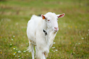 Goatling on the meadow