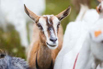 Goatling on the meadow