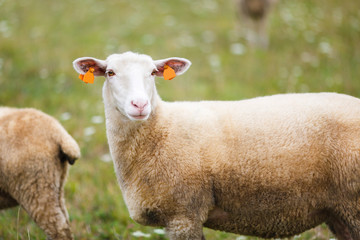 Sheep on the meadow