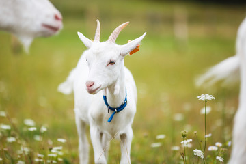Obraz premium Goatling on the meadow