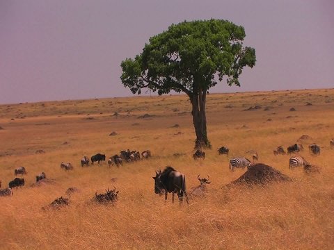 Zebras and wildebeest occupy a grassy plain.