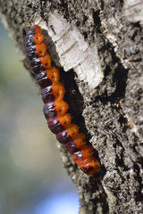 Raupe des Weidenbohrers