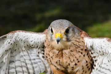 Young Kestrel close-up