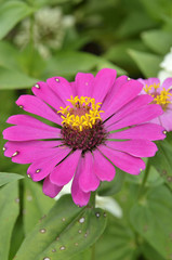 Obraz premium Close-up flower ..