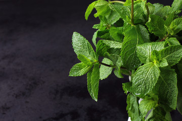 mint isolated on black background © Studio KIVI