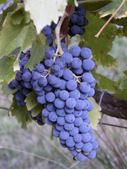 Fototapeta premium cluster of grapes in France to produce wine in France