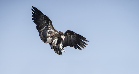 attacking his prey Vulture on clear blue sky
