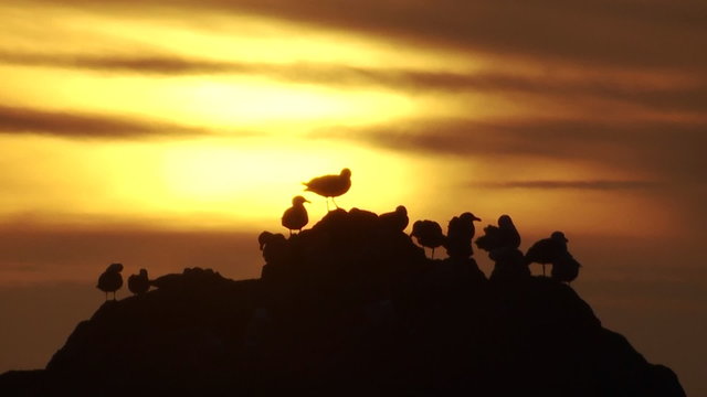 Seagulls perch on a rock at sunset along the Oregon coast.