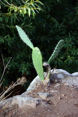 kaktus - opuncja (Madera)