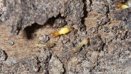 termite nests