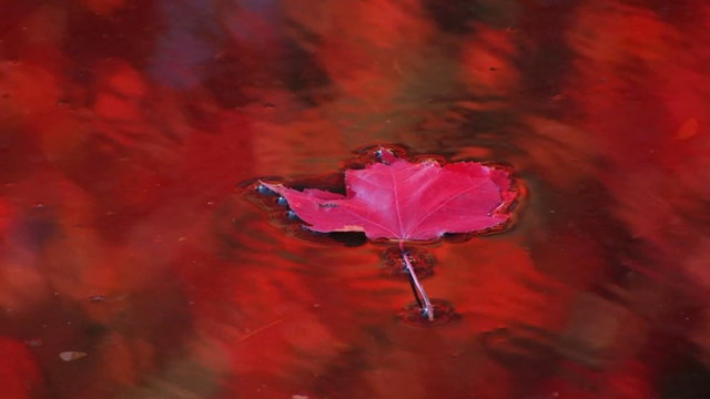 A red leaf floats down a stream.
