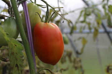 Underripe red tomato in the greenhouse in the summer