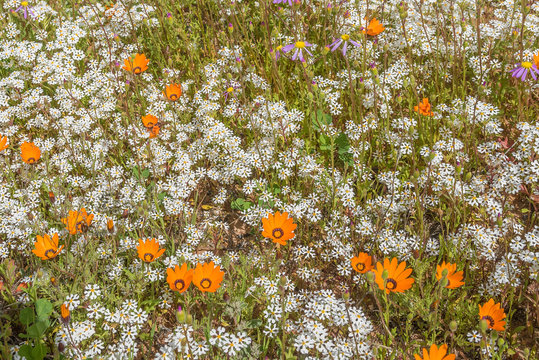 Display of wild flowers