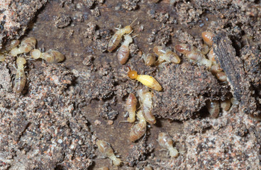 termite nests