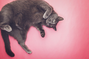 grey funny cat posing