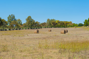 Fototapeta na wymiar Hayricks in a farm landscape