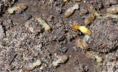 termite nests
