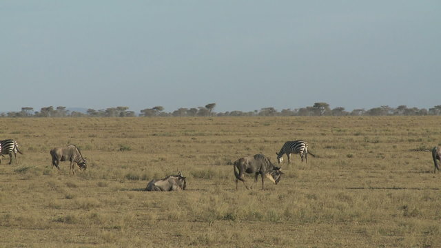 Wildebeest & zebra group