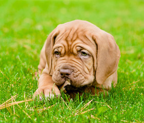 Bordeaux puppy dog lying on green grass