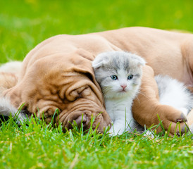 Closeup sleeping Bordeaux puppy dog hugs newborn kitten on green © Ermolaev Alexandr