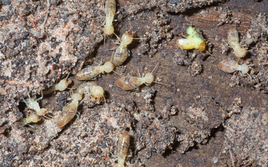 termite nests