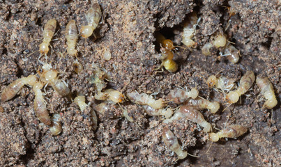 termite nests