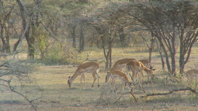 impala grazing in small wooded savannah