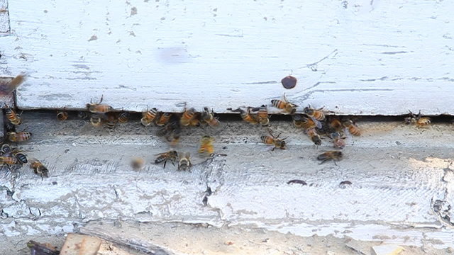 Bees are swarming around a piece of wood.