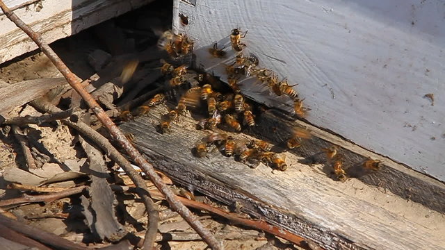 Bees swarm around wood.