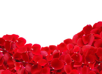 beautiful red rose petals background