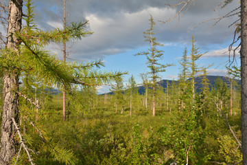 The forest tundra in summer.